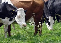 DIEREN, LANDLEVEN, NATUUR, NOSTALGIE  width=