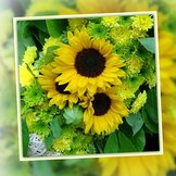 BLOEMEN & BLANCO  width=