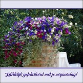 FELICITATIES  width=