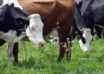 DIEREN, LANDLEVEN, NATUUR, NOSTALGIE