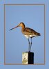 Grutto op paal, ansichtkaart nr. 501