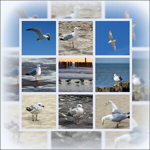 ZS-62, Meeuwencollage