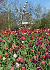 Keukenhof (Ansichtkaart)