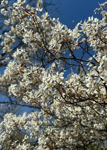 Witte bloesem (ansichtkaart)