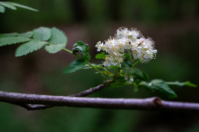 Witte bloem en tak (ansichtkaart)