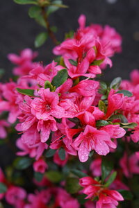 Roze bloem (ansichtkaart)