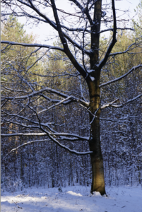 Winterbos (ansichtkaart)