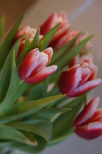 Tulpen