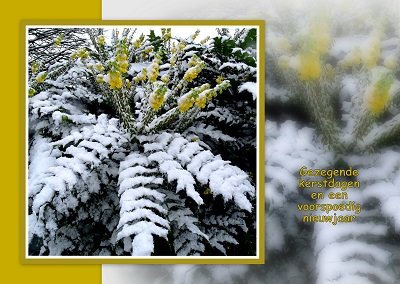 Bloeien in de sneeuw (Ansichtkaart)