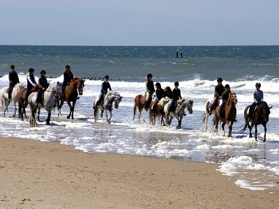 Paarden op het strand (Ansichtkaart)