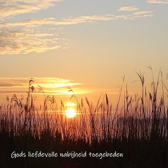 Deelneming, rietkraag. Fotokaart nr. ME-27