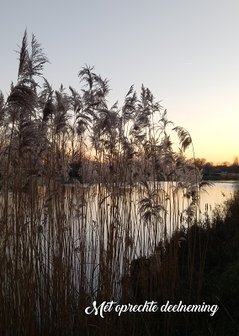 Deelneming, riet (Ansichtkaart nr. PK-181)