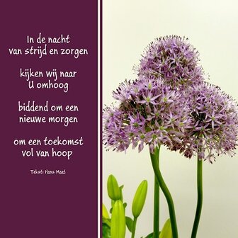 &#039;Nieuwe morgen&#039;, fotokaart nr. LD-24