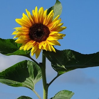 &#039;Grote zonnebloem&#039;, Fotokaart nr. BL-21