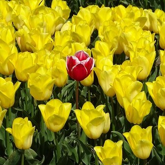 &#039;Unieke tulp&#039; Fotokaart nr. BL-32.