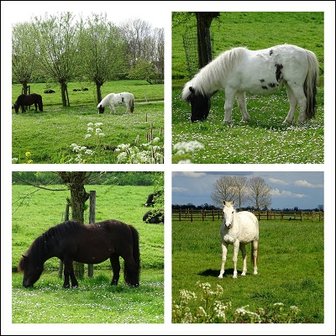 Paarden. Fotokaart nr. DI-30