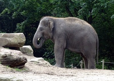 Olifant, Ansichtkaart nr. PK-222