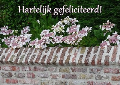 Muurtje met hortensia. Ansichtkaart nr. PK-291.