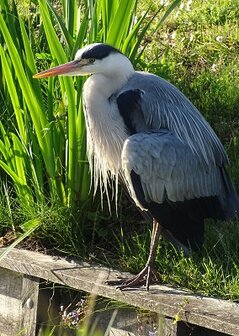 Peinzende reiger, fotokaart nr. PK-223