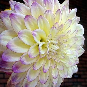 Dahlia, BL-36