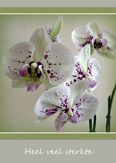 Orchidee, sterkte  (Ansichtkaart)
