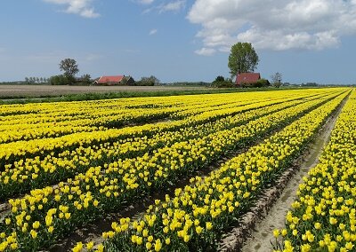 Geel tulpenveld (Ansichtkaart nr. PK-558)