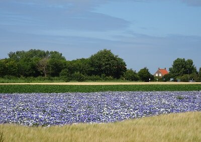 Bloemenveld, Walcheren, nr. PK-478