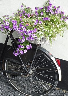 Bloemenmand, opoefiets, PK-453