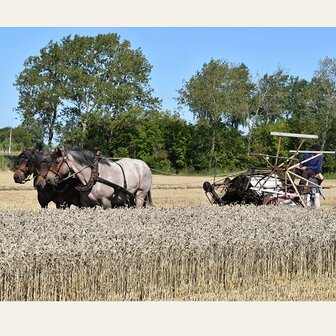 Historische boerenoogst, (Fotokaart nr. ZL-53)