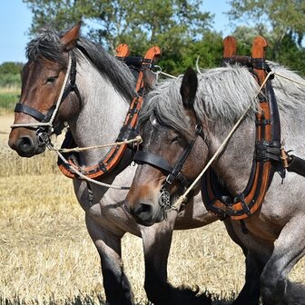 Werkpaarden in touw, (Fotokaart nr. ZL-54)