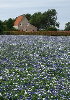 Bloemenveld bij huis (Ansichtkaart)
