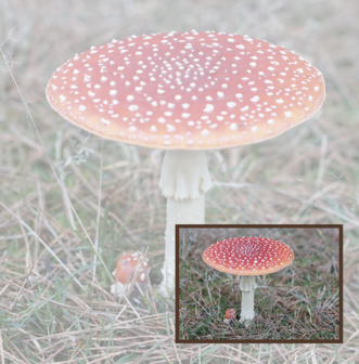 Paddenstoel herfst