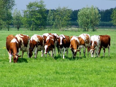 Roodbonte koeien (Ansichtkaart)