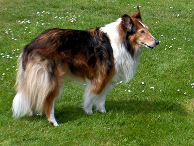 Lassie (Ansichtkaart)