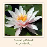 Witte waterlelie