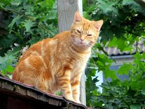 Oranje poes (Ansichtkaart)