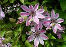 Beterschap, clematis (Ansichtkaart)