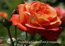 Felicitatie, oranje roos (Ansichtkaart)