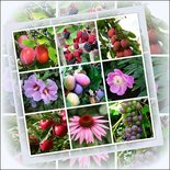 Bloemen en fruit