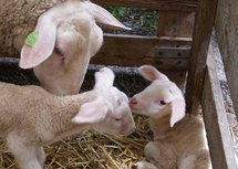 Pasgeboren lammetjes