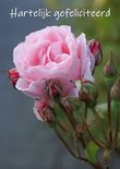 Felicitatie, roos (Ansichtkaart)