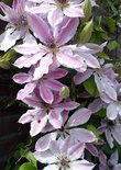 Clematis, blanco (Ansichtkaart)