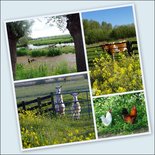 Dieren Alblasserwaard