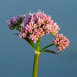 Valeriaan