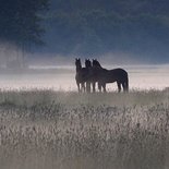 Paarden in ochtendnevel