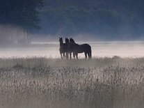 Paarden in nevel (Ansichtkaart)
