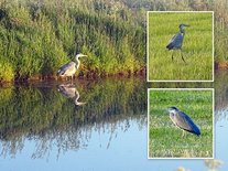 Reiger bij sloot (Ansichtkaart)