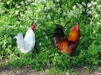 Kippenbos (Ansichtkaart)