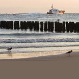 Scholeksters aan zee