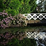 Hortensia aan het water